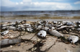 600 tấn cá chết dạt vào bờ biển Mỹ do ‘thủy triều đỏ’ nguy hiểm