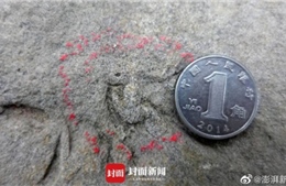 Tìm thấy dấu chân khủng long nhỏ chưa từng thấy ở Trung Quốc