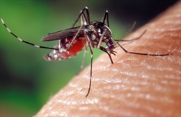 Biến đổi khí hậu khiến muỗi hoành hành khắp tây nam nước Đức