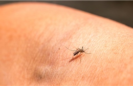 Trung Quốc dùng công nghệ hạt nhân để diệt muỗi