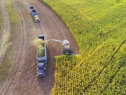 Cảnh tượng máy móc thu hoạch nông sản tại nông trại ‘không người lái’ 