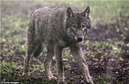 9 con sói xổng chuồng giữa giờ tham quan, sở thú Pháp phải sơ tán khẩn