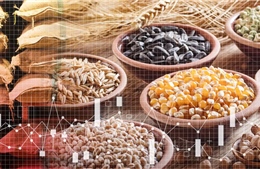 Trung Quốc tích trữ hơn 1/2 lượng ngũ cốc của thế giới, nguy cơ đẩy giá toàn cầu