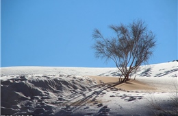 Cảnh tượng cực hiếm: Băng tuyết phủ trắng sa mạc Sahara