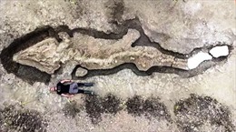 Phát hiện bộ xương &#39;rồng biển&#39; 180 triệu năm dưới đáy hồ 