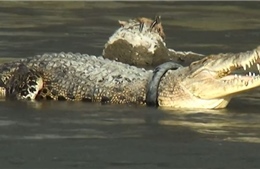 Video giải cứu cá sấu bị mắc kẹt trong lốp xe máy hơn 5 năm