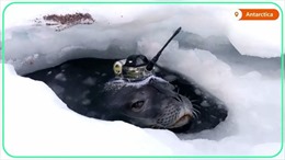 Nhật Bản tuyển hải cẩu thu thập dữ liệu tại vùng Nam Cực khắc nghiệt
