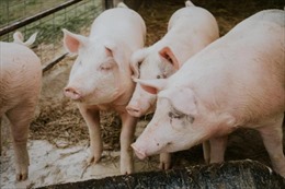 Phát hiện ca nhiễm virus gây viêm não lây từ lợn sang người tại Australia