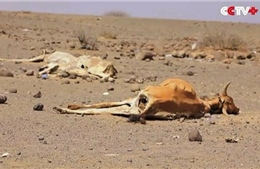 Hạn hán kéo dài, gia súc chết khô ám ảnh người dân Ethiopia