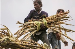 Sau lúa mì, Ấn Độ sắp hạn chế xuất khẩu đường