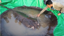 Bắt được con cá nước ngọt lớn nhất thế giới ở sông Mekong