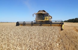 Ukraine có thể ‘xả kho’ ngũ cốc qua 4 ngả đường này