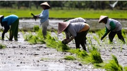 Khủng hoảng gạo đang rình rập châu Á