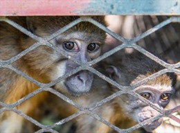 Tránh lây lan đậu mùa khỉ, Saudi Arabia tạm dừng nhập khẩu động vật từ châu Phi