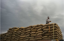 Ấn Độ dự tính hạn chế xuất khẩu gạo, thị trường thế giới lo lắng