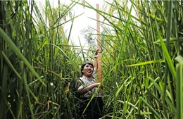 Vụ lúa lai khổng lồ đầu tiên ở Trung Quốc sẵn sàng thu hoạch