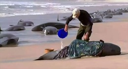 200 con cá voi chết sau khi đồng loạt mắc cạn ở bãi biển Australia