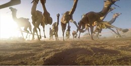 Robot cưỡi lạc đà đua trên sa mạc ở Trung Đông
