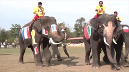 Giải World Cup dành riêng cho những chú voi ở Thái Lan
