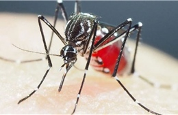Báo động nguy cơ từ muỗi siêu kháng thuốc ở châu Á 