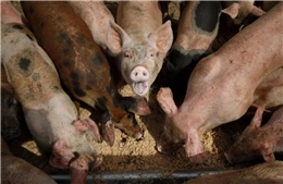 Hệ sinh thái ở Mỹ bị đe dọa bởi giống ‘siêu lợn’ thông minh