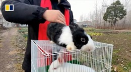 Nhu cầu nuôi thỏ làm thú cưng nở rộ ở Trung Quốc