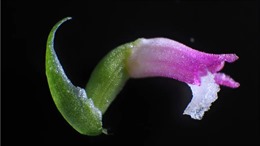 Phát hiện loài phong lan mới đẹp mong manh tựa thủy tinh