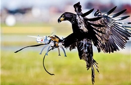Nhà lập pháp Nga đề xuất lập phi đội đại bàng đánh chặn UAV của Ukraine 