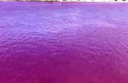 Nước biển chuyển thành màu đỏ ở Nhật Bản