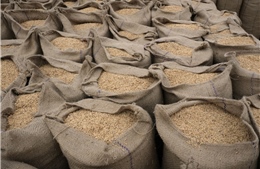 Ấn Độ cân nhắc cấm xuất khẩu gạo do giá nội địa tăng cao