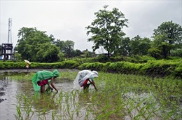 Nguồn cung gạo đối mặt với đe dọa mới khi Ấn Độ muốn thêm hạn chế xuất khẩu 
