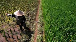 Từ lúa đến dầu cọ, sản lượng cây trồng châu Á có thể giảm mạnh do El Nino 