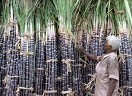 Ấn Độ có thể cấm xuất khẩu đường, đe dọa nguồn cung toàn cầu