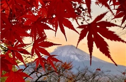 Mùa thu và mùa xuân có thể ‘biến mất’ ở Nhật Bản, gây hệ lụy báo động