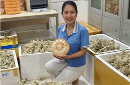 Tìm lại niềm tin và hướng đi cho doanh nghiệp yến sào Việt Nam