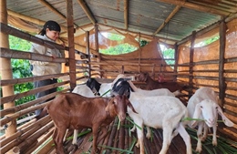 Đồng bào dân tộc thiểu số đa dạng hóa sinh kế để giảm nghèo bền vững