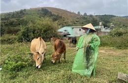 Thành công từ mô hình đa dạng hóa sinh kế ở các xã khó khăn
