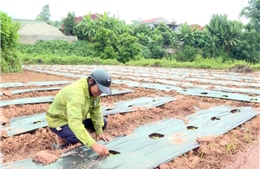 Già làng, trưởng bản giúp xóa đói giảm nghèo ở Lai Châu