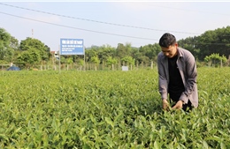 Quyết liệt giảm nghèo bền vững tại tỉnh miền núi Thái Nguyên