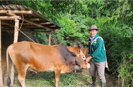Người dân vùng cao thoát nghèo nhờ vay vốn Chương trình mục tiêu quốc gia