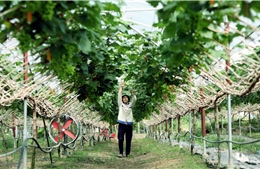 Giảm nghèo bền vững tại Bắc Ninh