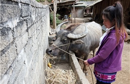 Giảm nghèo bền vững, bao trùm và thích ứng
