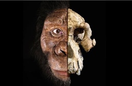 Lộ diện khuôn mặt tổ tiên lâu đời nhất của loài người 