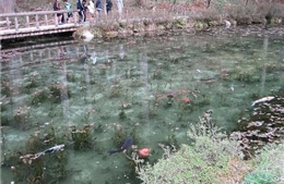 Hồ nước đẹp như tranh sơn dầu hớp hồn du khách đến Nhật Bản
