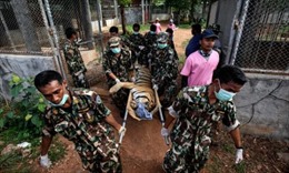 86 con hổ chết sau khi được giải cứu khỏi ngôi chùa ở Thái Lan gây tranh cãi