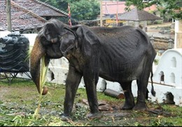 Cụ voi 70 tuổi gầy trơ xương bị bắt đi biểu diễn tại Sri Lanka đã qua đời