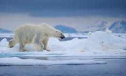 Gấu Bắc Cực đói ăn, có nguy cơ biến mất vì băng tan nhanh kỷ lục