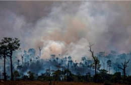 Tỷ lệ phá rừng ở Amazon tăng lên mức báo động