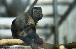 Chú khỉ có gương mặt giống hệt người đàn ông đau khổ gây sốt tại Trung Quốc