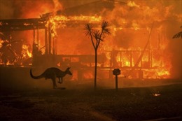 Cháy rừng ở Australia: Gần nửa tỉ động vật hoang dã bị thiêu cháy